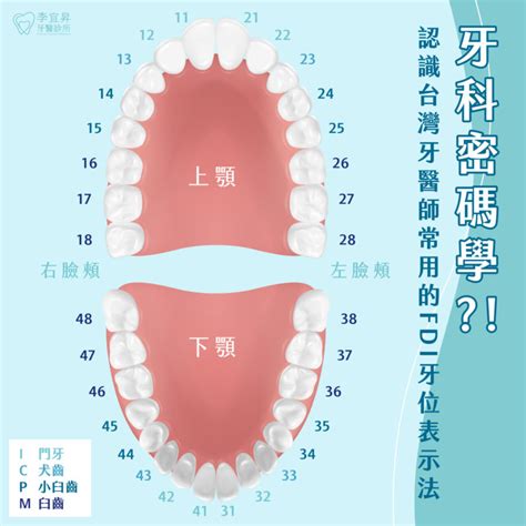 牙齒 單數|牙齒的英文單字，牙齒的英文是什麽